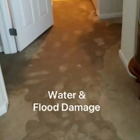 Shepherd Carpet Cleaning's Other Services